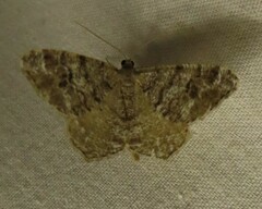 Macaria signaria