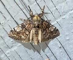 Dasychira meridionalis