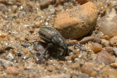 Naupactus leucoloma