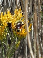 Bombus bifarius