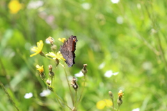 Aglais urticae chinensis