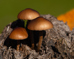 Deconica