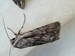 Sympistis mackiei