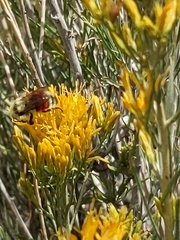 Bombus bifarius