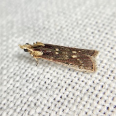 Cathyalia pallicostalis