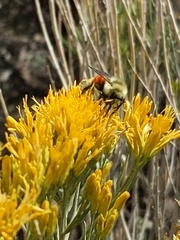 Bombus bifarius