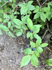 Vaccinium membranaceum