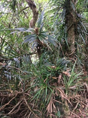 Freycinetia formosana