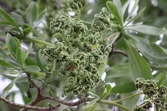 Heliotropium arboreum