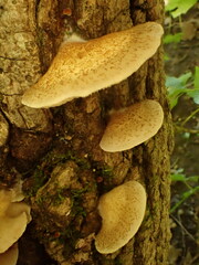 Crepidotus mollis