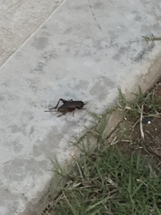 Eunemobius carolinus