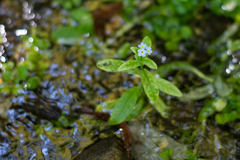 Myosotis scorpioides