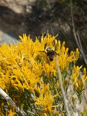 Bombus bifarius