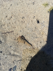 Pagurus granosimanus