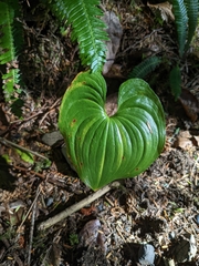 Maianthemum dilatatum
