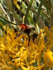 Bombus bifarius