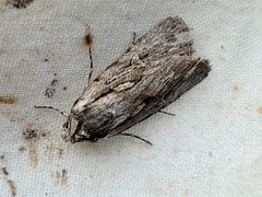 Sympistis mackiei