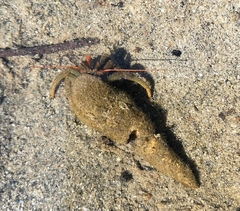 Pagurus granosimanus