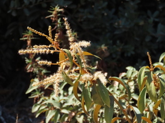 Chrysolepis chrysophylla