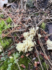 Clavulina coralloides
