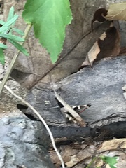 Chloealtis conspersa