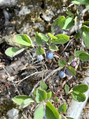 Vaccinium cespitosum