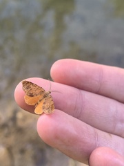 Mellilla xanthometata