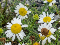 Tripleurospermum inodorum