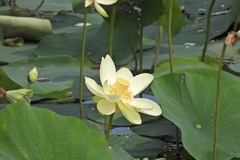 Nelumbo lutea