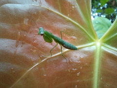 Tithrone roseipennis