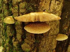 Crepidotus mollis