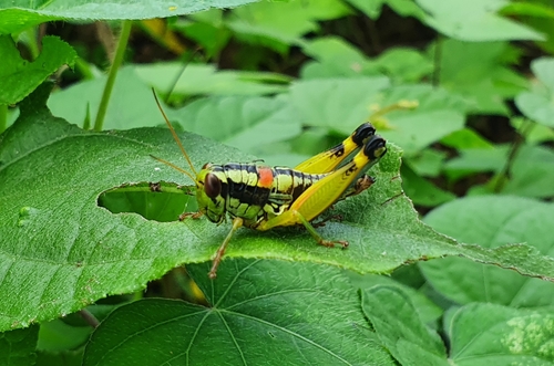 Philocleon illa