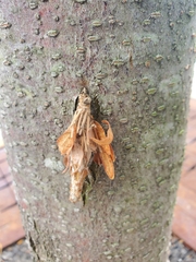 Thyridopteryx ephemeraeformis