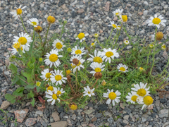 Tripleurospermum inodorum