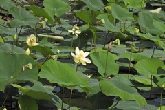 Nelumbo lutea