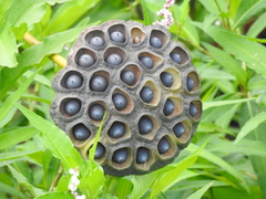 Nelumbo lutea