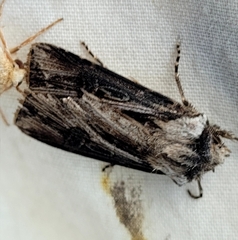 Agrotis venerabilis