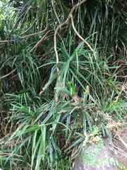 Freycinetia formosana