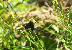Ctenucha rubriceps