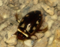 Platambus maculatus