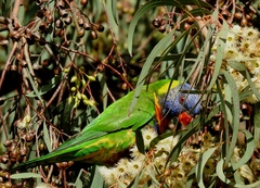 Trichoglossus moluccanus