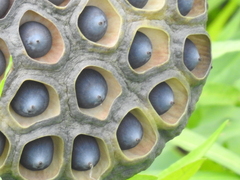 Nelumbo lutea