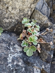 Potentilla villosa