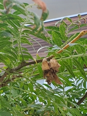 Thyridopteryx ephemeraeformis