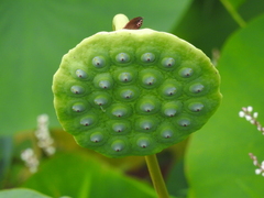 Nelumbo lutea