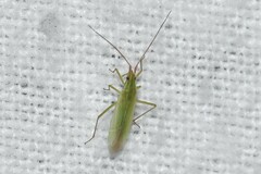 Trigonotylus caelestialium