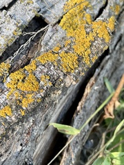 Candelaria concolor
