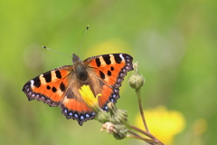 Aglais urticae chinensis