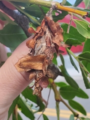 Thyridopteryx ephemeraeformis