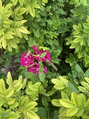 Rosa rugosa